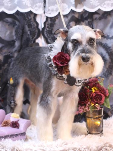 20231015銀次くん